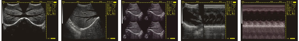 V-20掌上B型超聲診斷儀(動(dòng)物版)一流的數(shù)字成像技術(shù)，圖像更清晰